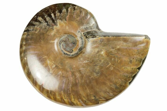 Red Ammonite Fossil - Madagascar #187328